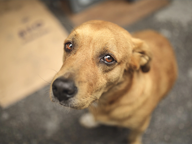 Sterilizzazione gratuita cani padronali